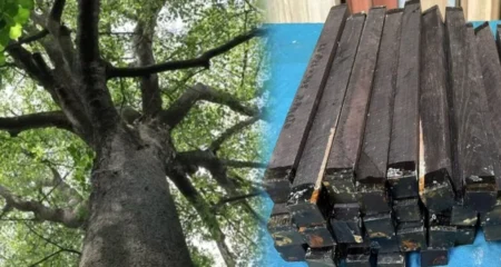 দামি-কাঠ