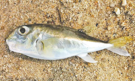 পটকা মাছের দুই মেরু গল্প