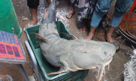 পদ্মায় বাঘাইড়