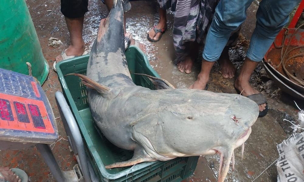 পদ্মায় বাঘাইড়