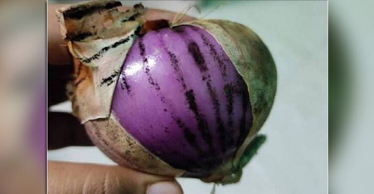 পেঁয়াজের আতঙ্ক