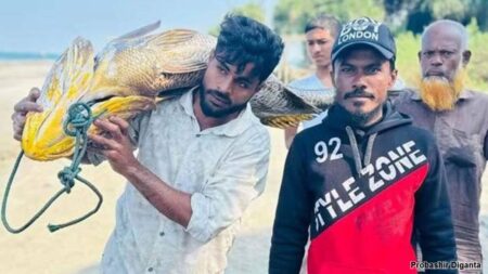 ফের আব্দুল গণির জালে বিশাল মাছ