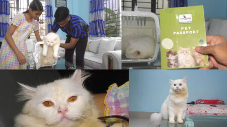 মুন্সীগঞ্জের পোষা বিড়াল