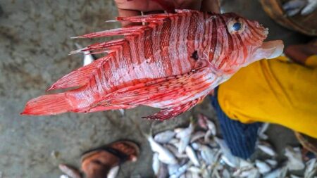 সামুদ্রিক মাছ লায়নফিশ