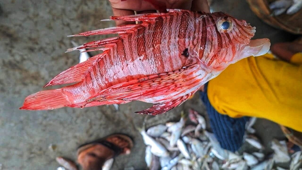 সামুদ্রিক মাছ লায়নফিশ