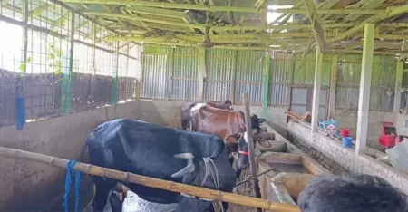 ১২ গরু লুট