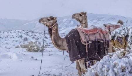 saudi arabia snowfall
