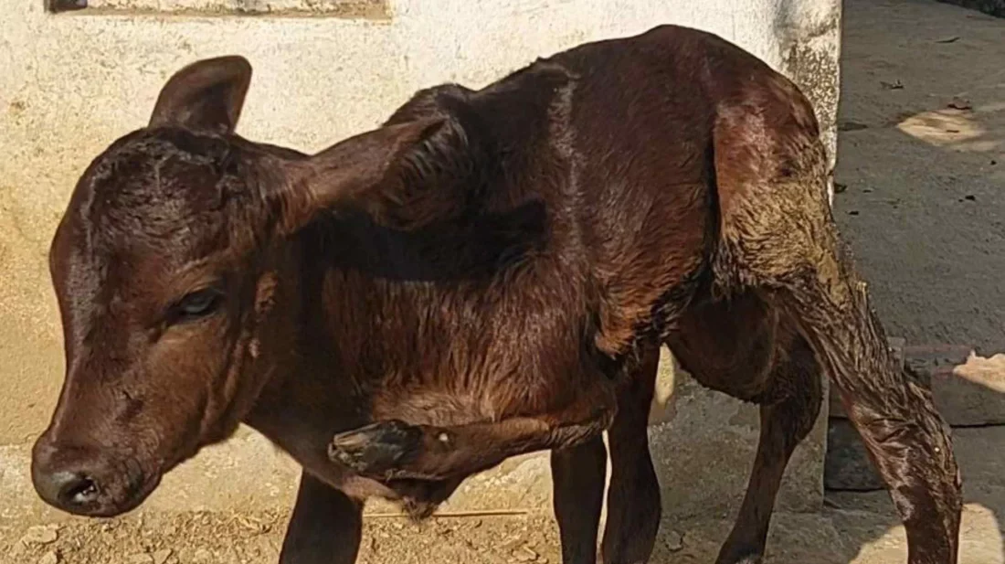 বাছুর জন্ম