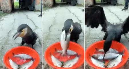 একেকটির ওজন প্রায় দেড় কেজি, ঝড়ের গতিতে ৪টি আস্ত মাছ গিলে খেল এই পাখি পাখি