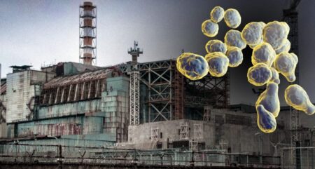 Chernobyl Fungi: Thriving on Radiation Inside the Dead Zone Chernobyl fungi