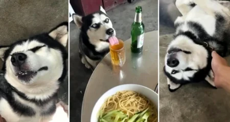 বিয়ার খেল কুকুর