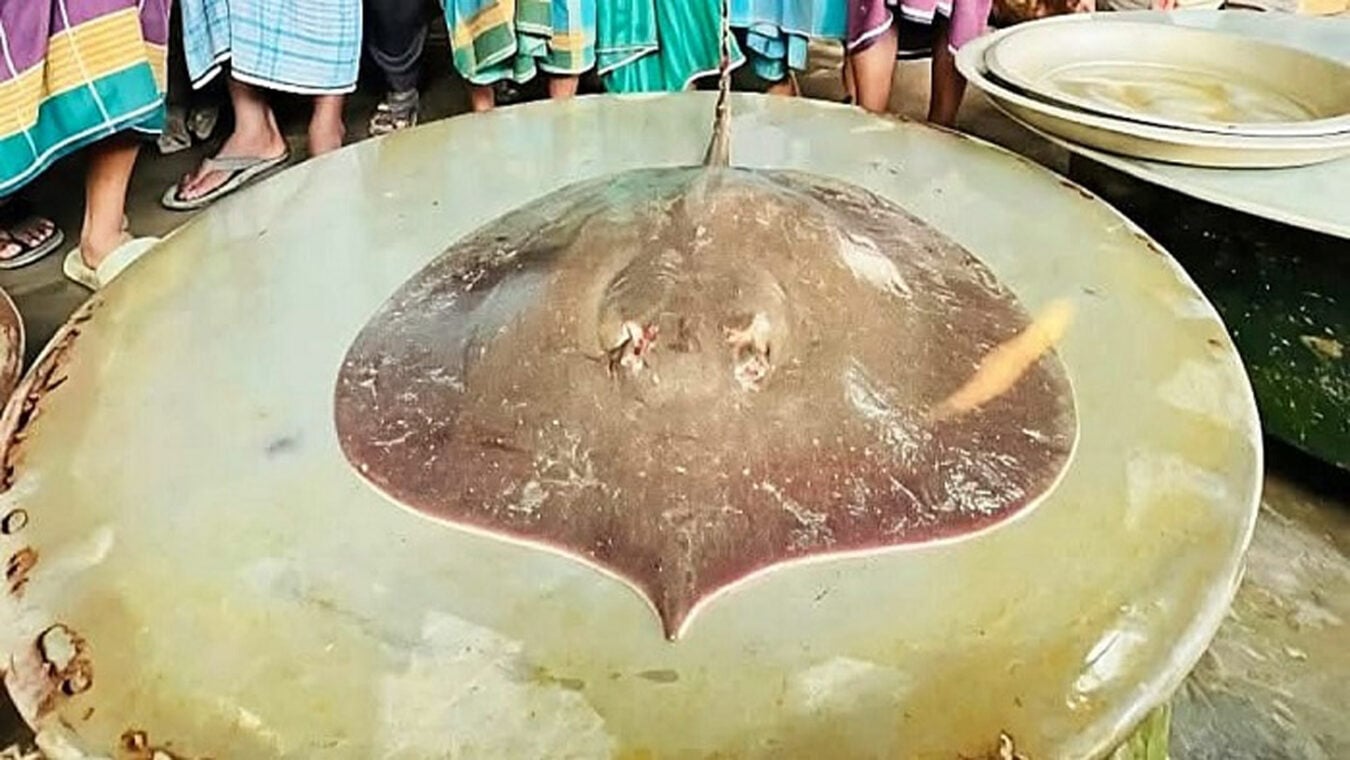 শাপলাপাতা মাছ