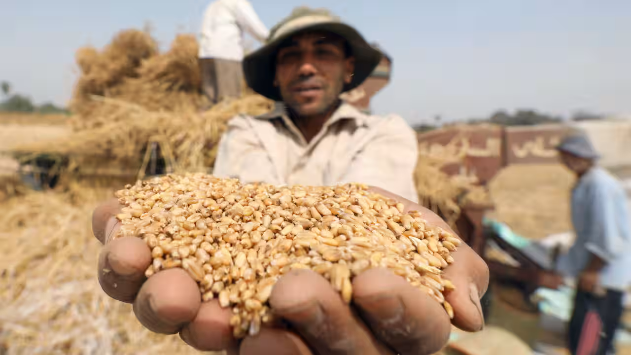 India's Pulse Storage Crisis Threatens Food Security and Self-Reliance Goals