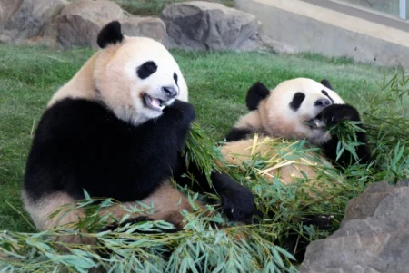 Japan Faces Possible Loss of Twin Pandas as China Signals End to Loan Agreement