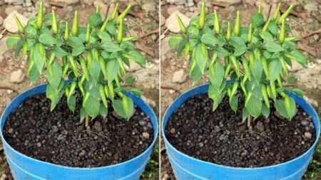 কাঁচা মরিচ গাছ এই নিয়মে লাগালে হবে বাম্পার ফলন Kacha moris