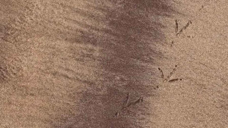 ১৯ কোটি বছরের রহস্য