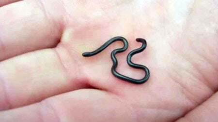 বার্বাডোজ থ্রেডস্নেক