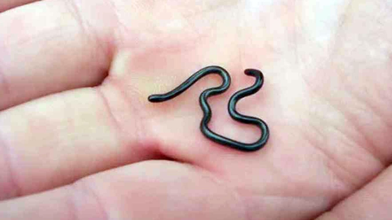 বার্বাডোজ থ্রেডস্নেক