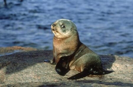 Seal Pup Crashes New Zealand Pub, Prompts Unusual Rescue Operation