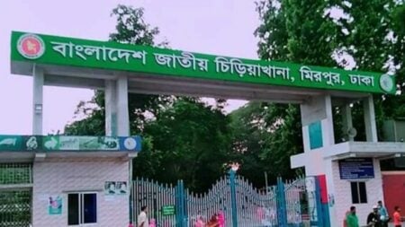 সিংহ