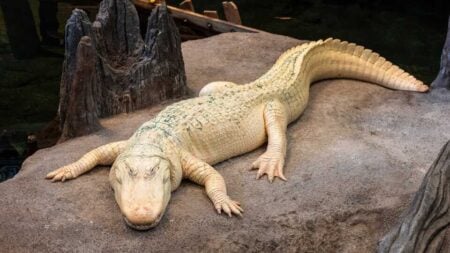 Claude albino alligator