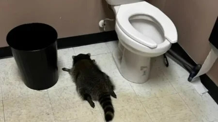 Drunken Raccoon’s Liquor Store Break-In Ends With Hangover and Release drunken raccoon
