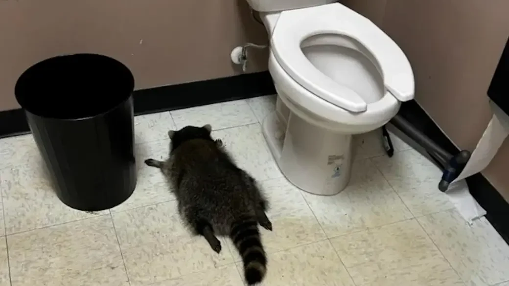 drunken raccoon