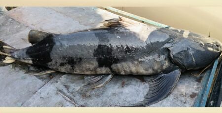 বাঘা আইর মাছ