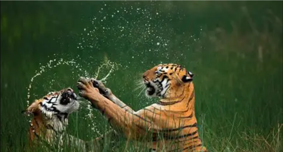 international photography contest