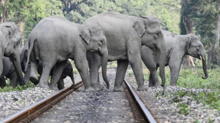 ৭টি হাতির মৃত্যু