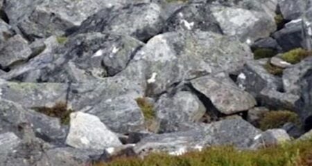 ছবিটি জুম করে পাথরের ভিড়ে লুকিয়ে থাকা পাখিটি খুঁজে বের করুন অপটিক্যাল ইলিউশন