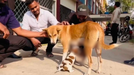 সেই মা কুকুর