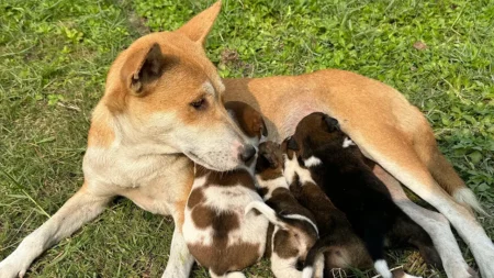 ৪ ছানা পেয়েছে কুকুর