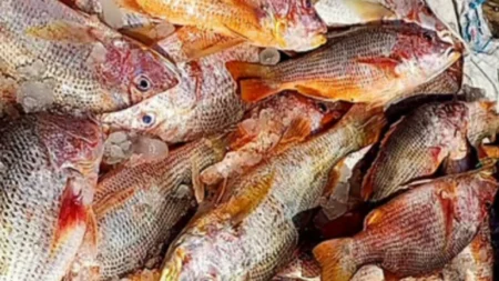 এক জালে ১০ লাখ টাকার লাল কোরাল Fish