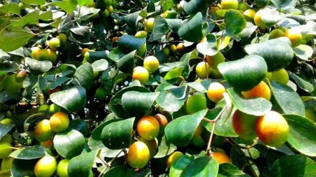 শীতে বরই খেলে যেসব সমস্যা থেকে মুক্তি মেলে Indian jujube