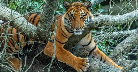 বাঘের টিলা