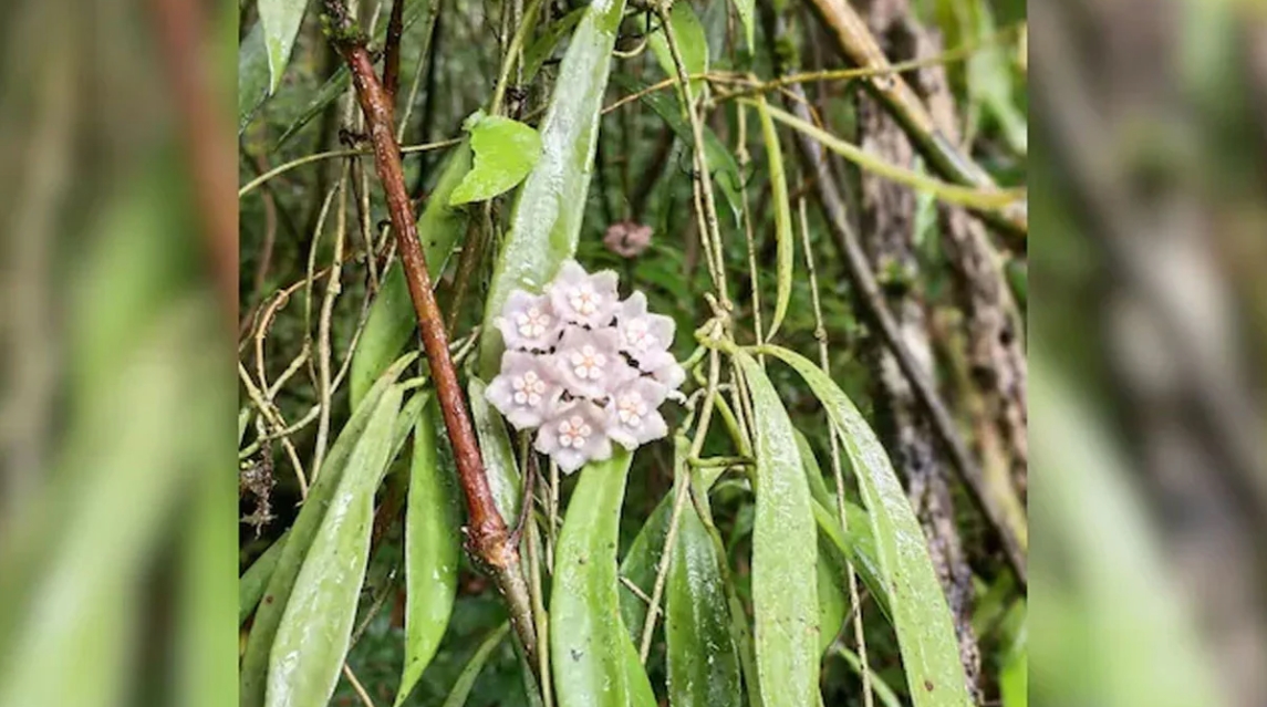 উদ্ভিদ প্রজাতি