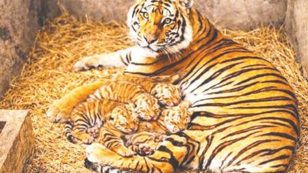 জাতীয় চিড়িয়াখানায় টগর–বেলীর ঘরে এলো নতুন ৪ অতিথি চিড়িয়াখানা