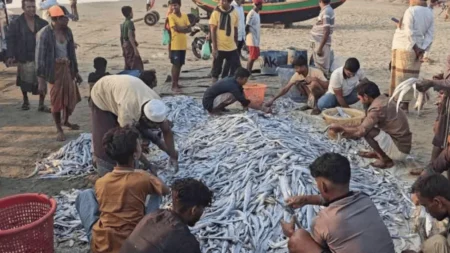 টেকনাফে এক জালেই ধরা পড়লো ১০৯ মণ মাছ ১০৯ মণ মাছ