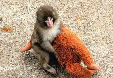 baby monkey punch
