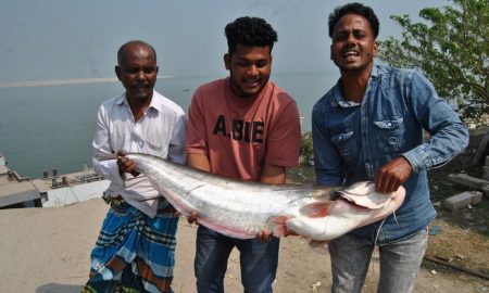 যমুনার এক বোয়ালে জেলের বাজিমাত বোয়াল