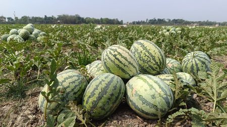 Citrullus lanatus