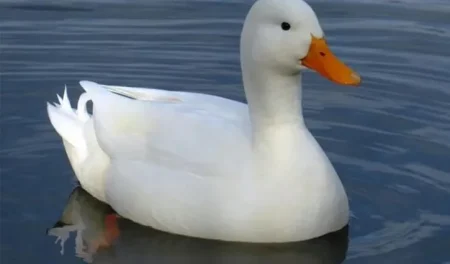 ‘হাঁস’ সম্পর্কে এই তথ্যগুলো জানতেন? DUCK