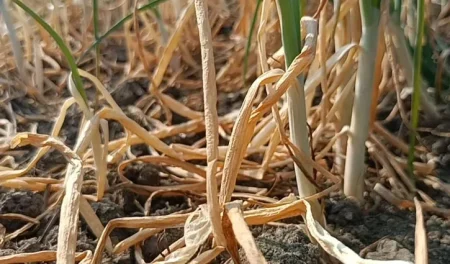 গোপালগঞ্জে ‘বিষ’ দিয়ে ৫০ বিঘা জমির পেঁয়াজ নষ্ট করার অভিযোগ Gopalganj