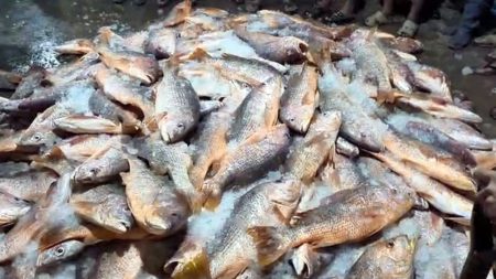 কোরাল