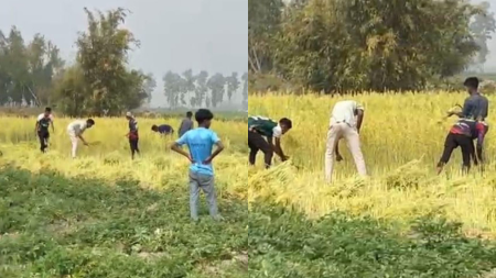 কৃষকের জমির সরিষা কেটে নিলেন যুবদল নেতা জমির সরিষা কেটে নিলেন যুবদল নেতা