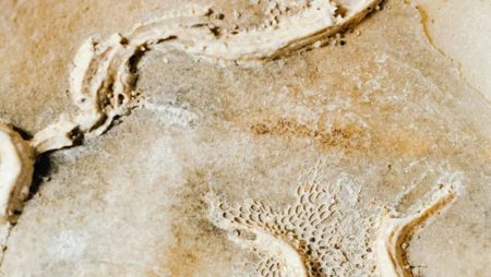 চীনে ৫১২ মিলিয়ন বছর পুরনো বিশাল জীবাশ্মভাণ্ডারের সন্ধান পেলেন বিজ্ঞানীরা জীবাশ্মভাণ্ডার