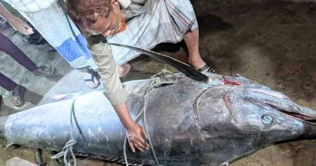 টেকনাফে ধরা পড়লো ২০০ কেজির ‘পাখি মাছ’ জালে ধরা