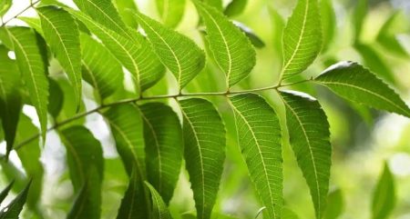 নিম