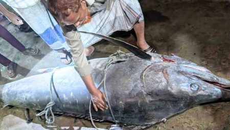 টেকনাফে ধরা পড়ল বিরল ‘পাখি মাছ’, ওজন প্রায় ২০০ কেজি পাখি মাছ